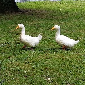 Aflac and Daisy