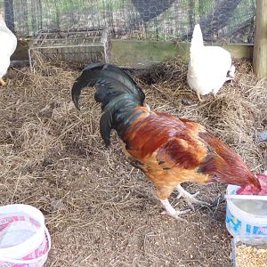 My chicken and roosters: Anyone know the breed o the chickens?