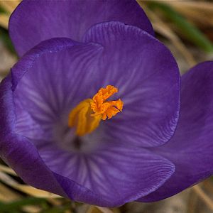 Crocus_U3223863_03-22-2018-001