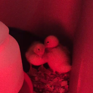 Daisy/Daffy <3