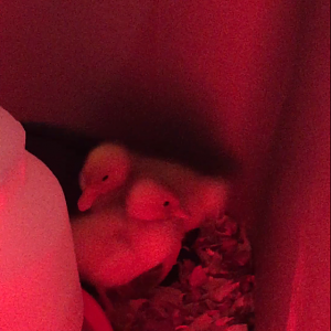Daisy/Daffy <3