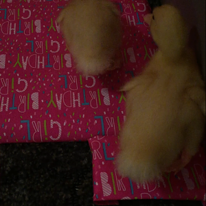 Daisy/Daffy <3