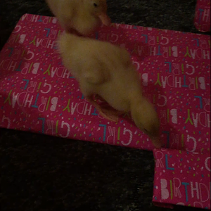 Daisy/Daffy <3