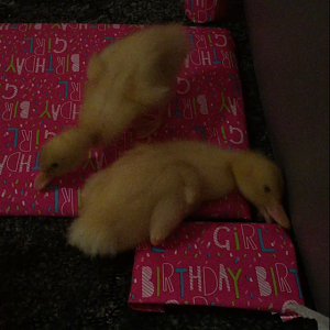 Daisy/Daffy <3