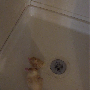 Daisy/Daffy <3