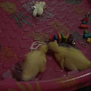 Daisy/Daffy <3