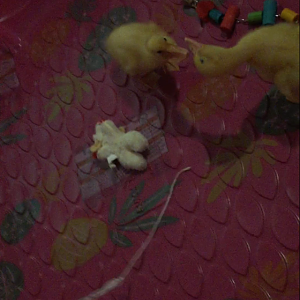 Daisy/Daffy <3