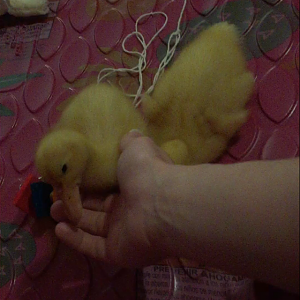 Daisy/Daffy <3