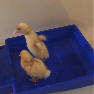 Daisy/Daffy <3
