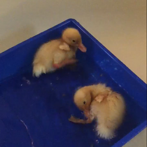 Daisy/Daffy <3