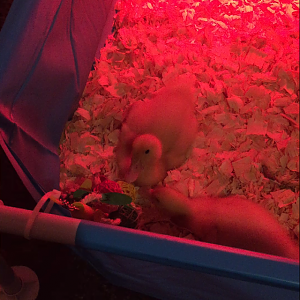 Daisy/Daffy <3