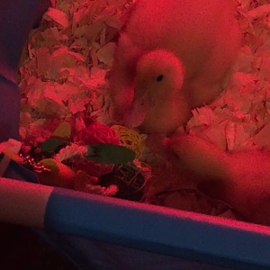Daisy/Daffy <3