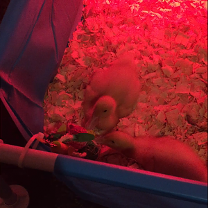 Daisy/Daffy <3