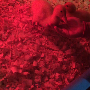 Daisy/Daffy <3