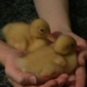 Daisy/Daffy <3