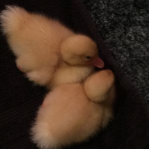 Daisy/Daffy <3