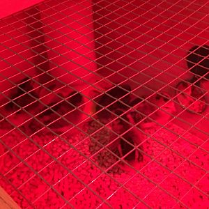 1st day in the brooder under heat lamp