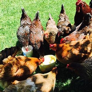 First Flock Was Really Into Yogurt Treats