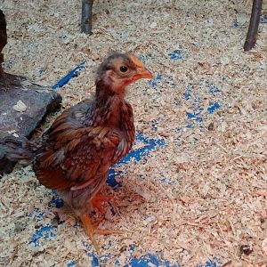 IMG_20180325_174345740