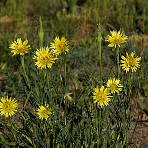 Salsify_X6094927_06-09-2016-001