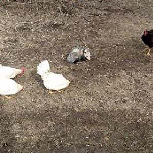 Chickens & friend
