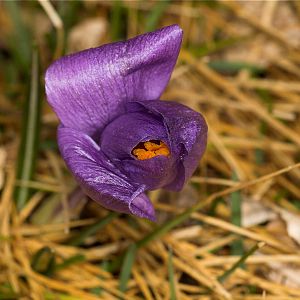 Crocus_U3283887_03-28-2018-001