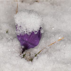 Crocus_U3283874_03-28-2018-001