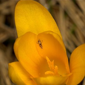 Crocus_U3283885_03-28-2018-001
