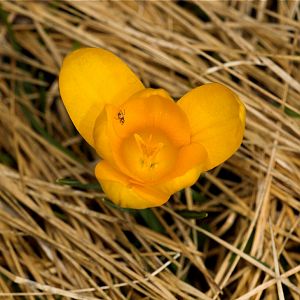 Crocus_U3283884_03-28-2018-001