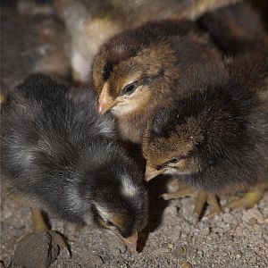 Brown_leghorn_legbar_X3306307_03-30-2018-001