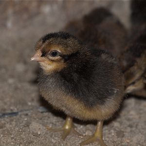 Brown_leghorn_legbar_X3306308_03-30-2018-001