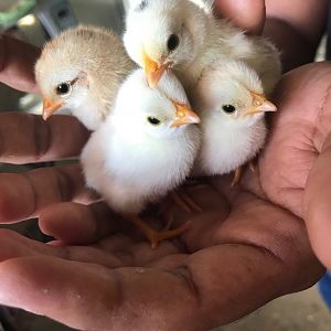 miniature chicks