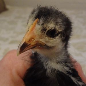 BW, MrRoo, 3 Weeks, Comb