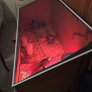 Basement Brooder