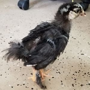 Silver laced