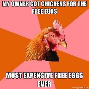 Chicken meme 8