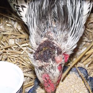 scalped (?) infected head wound on hen found on roadside