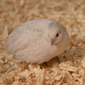 Dilute Silver Female 1