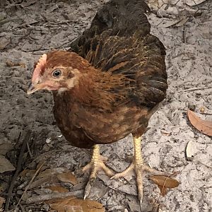 982F5793-C9F5-48E7-A419-6AE77BA9348B