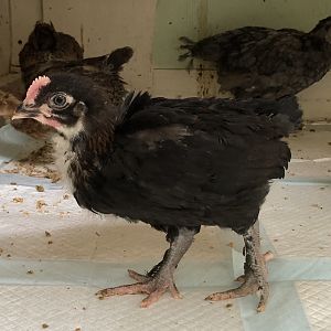 B3B9DF61-FA5B-47FB-BBB2-1AE152CBCF10