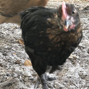 939D6D0D-05CA-4F79-88DA-7FDAE3A40FEB