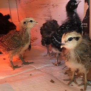 313C4D73-8D87-4C04-919E-D4342FF97632