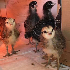 5D96EA74-150E-4EF4-BE1C-DE59F9F5CE21