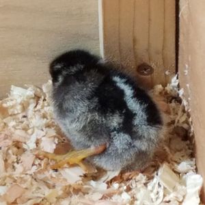 Chicks_dayone_badleg