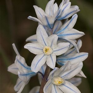 Puschkinia_U4123896_04-12-2018-001