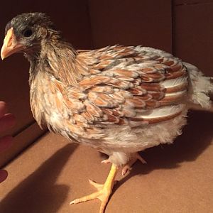 BLRW, BigChick, 6 Weeks