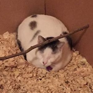 Choo loves the old chicken coop