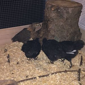 BW & Ameraucana around stump, 4&5 weeks