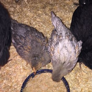 BLRW, 4&5 Weeks