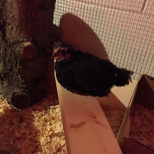 BW, first to use the roost